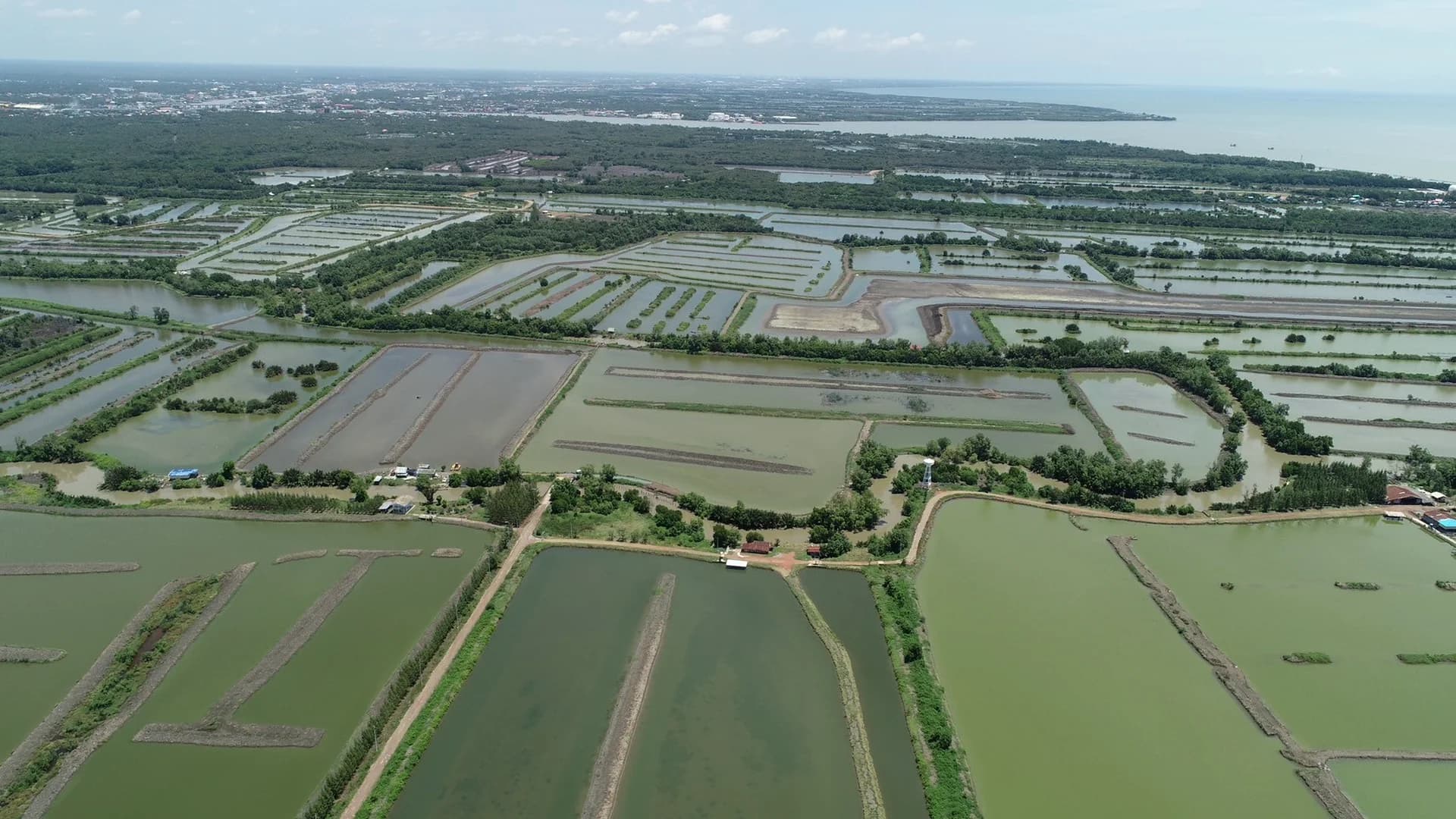 Aerial view of Woradech Farms' natural earthen ponds